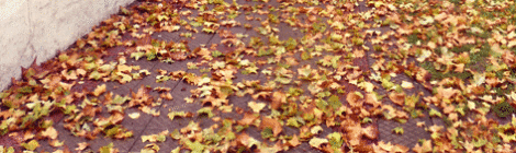 Photo: Hello, autumn!